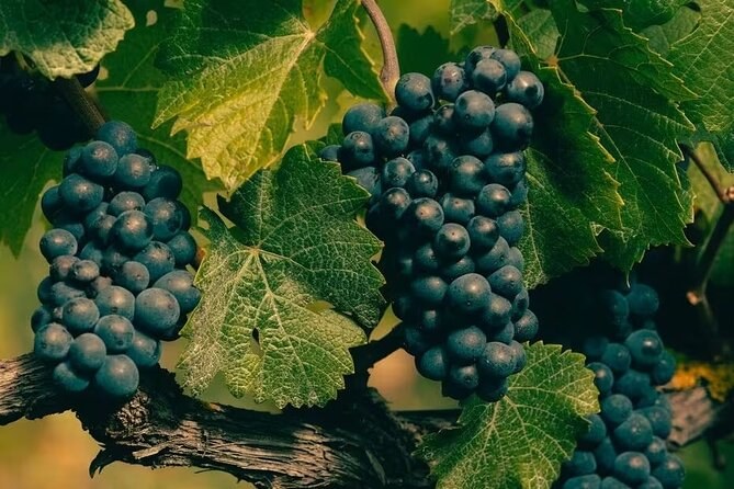 Bunches of black grapes hanging among the leaves before the harvest