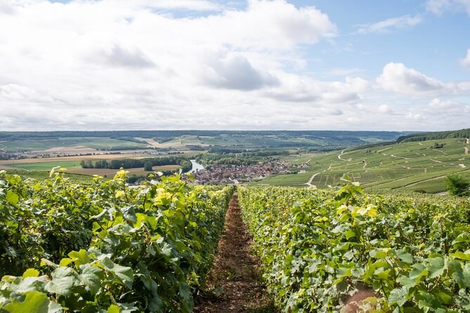 Vine rows falling to a river valley and a village, hills on the far side