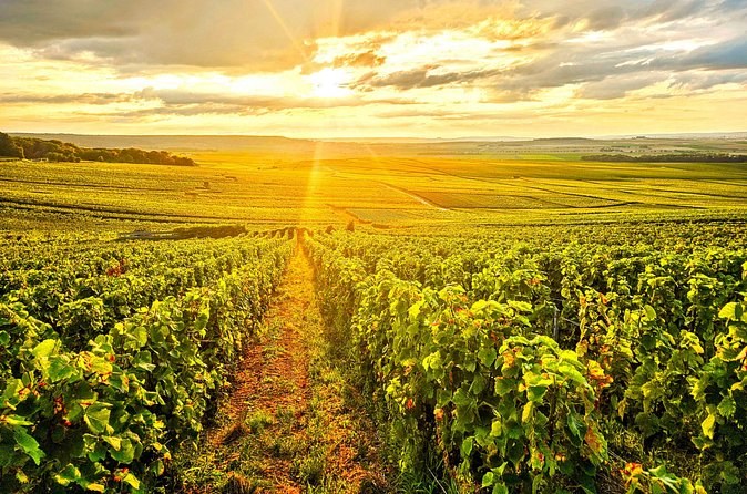 Rows of vines running towards a low sun, the sky gold over the hills